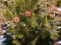 Pinus mugo Compact Sherwood IMG_4636 Sosna kosodrzewina